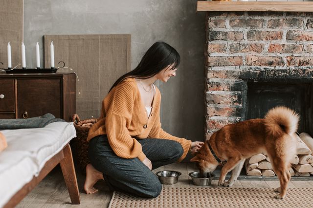 person feeds Shiba Inu dog in a cozy living room