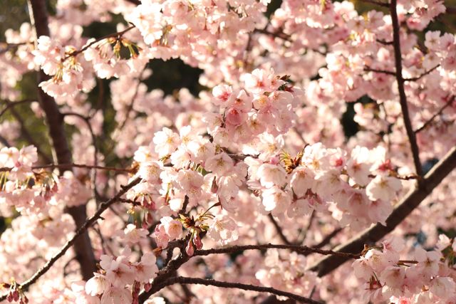  pink cherry blossoms
