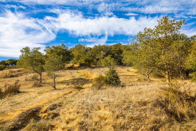 Peaceful landscape of a hillside with trees